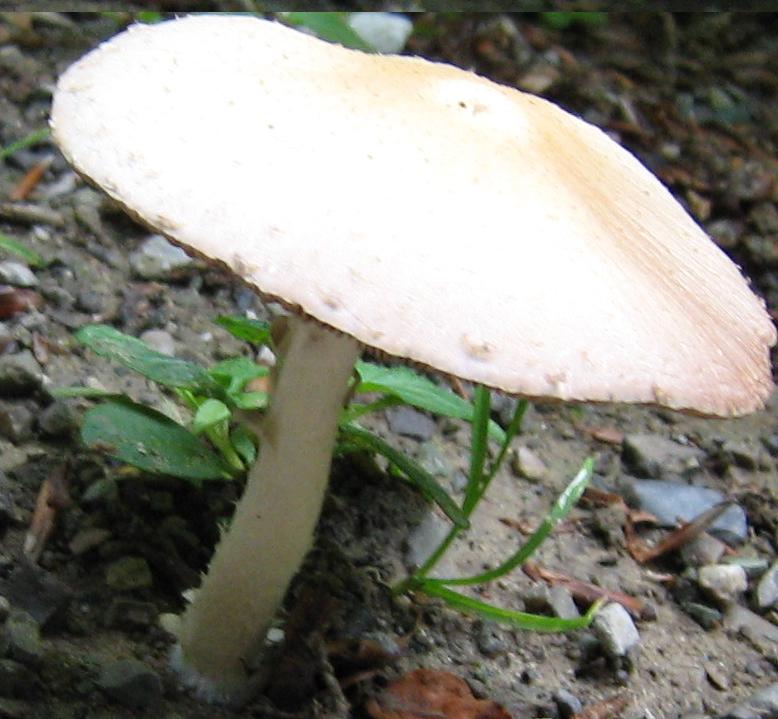 Escursione a Limestre e funghi da identificare